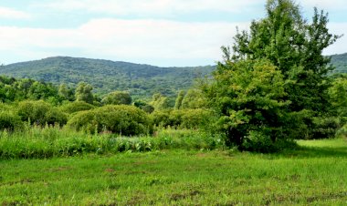 Avem nevoie de păduri durabile