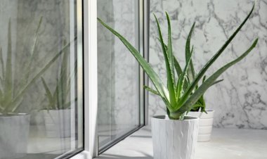 Sfaturi pentru îngrijirea florilor de interior