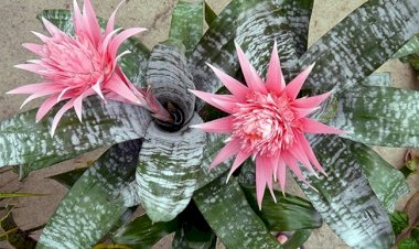 Aechmea fasciata