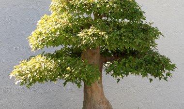 Bonsaiul – cea mai populară plantă a momentului
