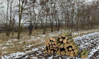 Tăierea copacilor este necesară uneori: cine decide amploarea „lucrărilor sanitare” și cât lemn de foc extragem din păduri