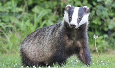 Lucruri surprinzătoare și mai puțin știute despre bursuc