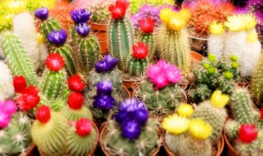 Cactușii