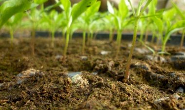 Ce plantăm în luna lui Faur
