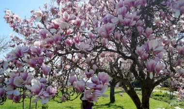 Magnolia, copacul cu flori magice