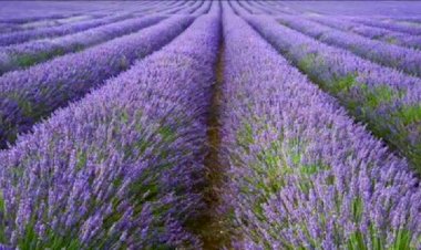 Levănțica, simbol al aromelor și amintirilor