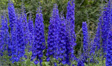 Delphinium, o plantă elegantă