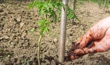 Creaţi-vă propriul îngrăşământ pentru grădină