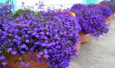 Lobelia curgătoare albastră