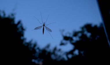 Regulile de aur ale bunicii