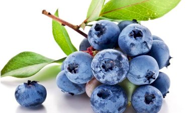 Afine: beneficii, proprietăți, contraindicații