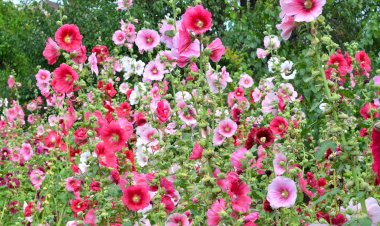 Nalba de grădină (Alcea rosea): îngrijire, înmulțire