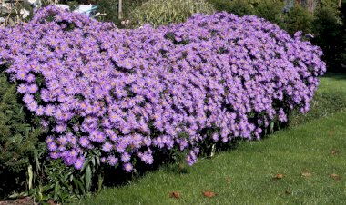 Steluța de toamnă (Aster dumosus)