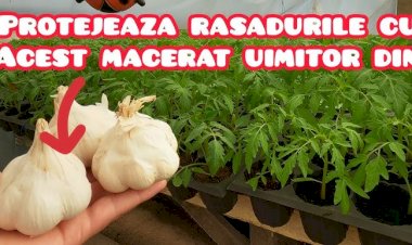Prepară un insecticid bio cu usturoi