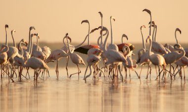 Flamingo pe Lacul Nuntași sau  întâlnirea cu rozul dimineții