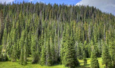 Rolul pădurilor de conifere în menţinerea sănătăţii