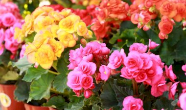 Begonia, informații și sfaturi de îngrijire