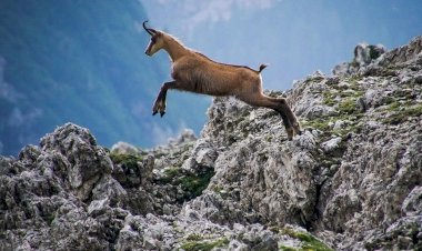 Capra, un animal inteligent