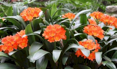 Crinul iernii (Clivia miniata)