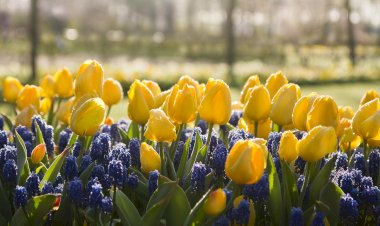 Limbajul tăcut al primăverii