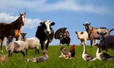 Lucruri interesante care te vor uimi