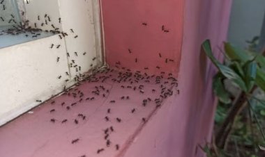 Cum scăpați în mod natural de insectele din locuință