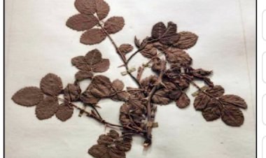 Ierbarul lui Rousseau și Doryanthes palmeri la Grădina Botanică din Geneva