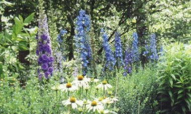 Nemțișorul (Delphinium)
