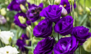 Eustoma (Lisianthus)
