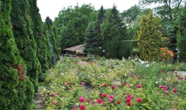 Grădina în august