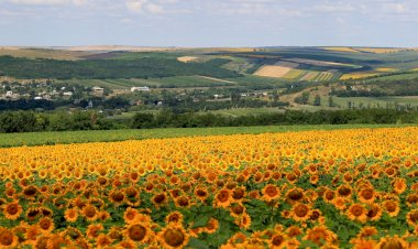 Biodiversitatea Republicii Moldova – patrimoniul natural pe care îl datorăm viitorului
