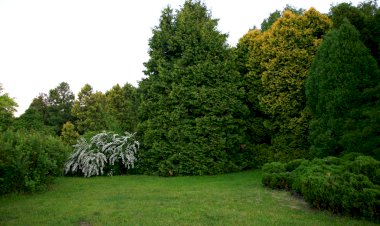 Conservarea biodiversității în Basarabia (1812-1917)
