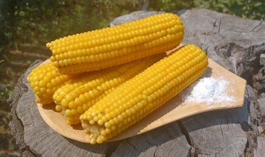 Beneficiile porumbului dulce