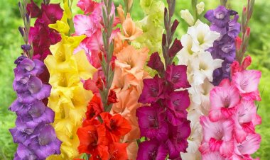 Gladiola - culoare și eleganță în grădina ta