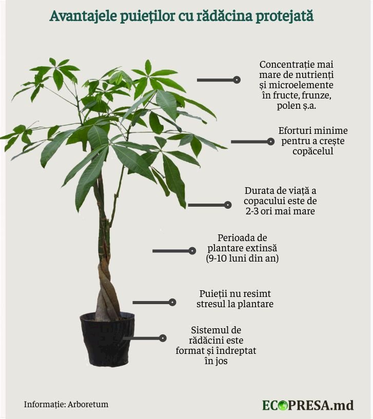 Infografic realizat de Ecopresa.md