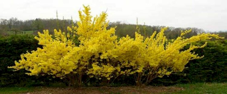 Forsythia - ploaia de aur