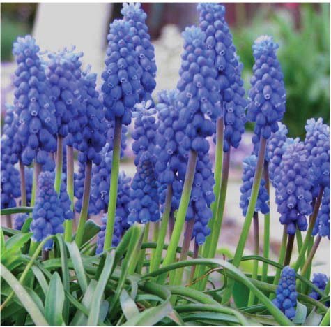 Muscari sau zambila strugure