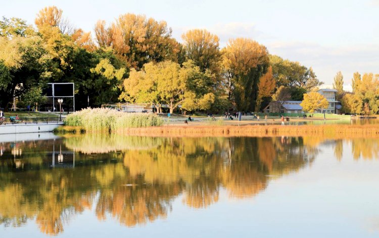 Plopul, arborele care curăţă aerul din oraşe