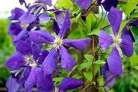 Clematita