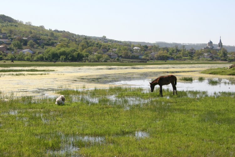 Cărpineni