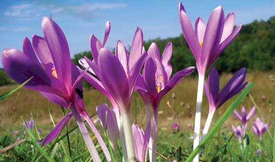 Brânduşa de toamnă (Colchicum autumnale)