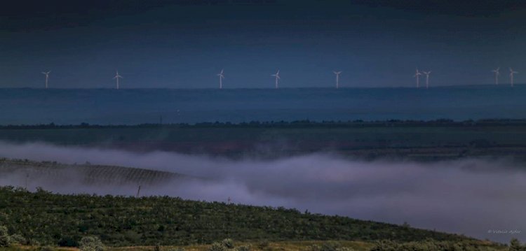 Energia eoliană şi păsările sălbatice