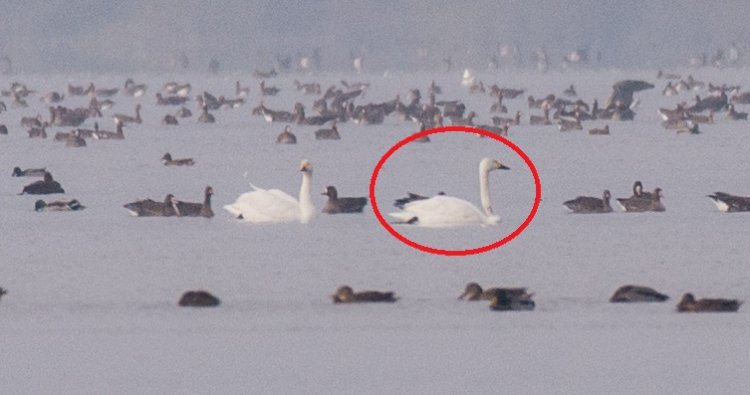 O lebădă mică venită de la Cercul Polar a poposit pe lacul Beleu