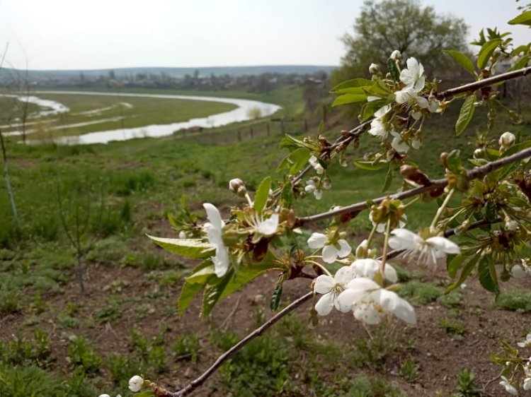 Răutul în Țara Florilor