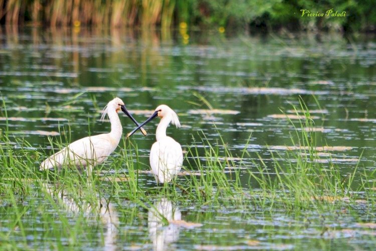 În „maternitatea naturii” de la Manta și Beleu