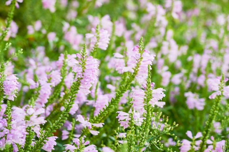 Răchițica (Physostegia virginiana Rosea)