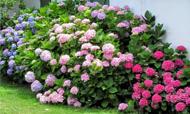 Hortensia (Hydrangea) - plantare și îngrijire