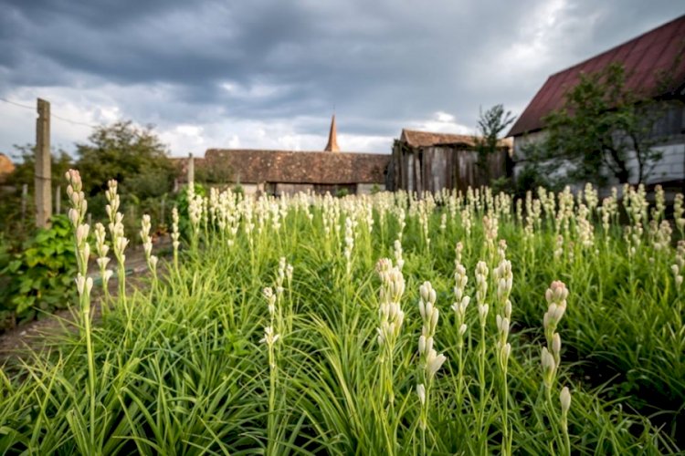 Cum să cultivi tuberose