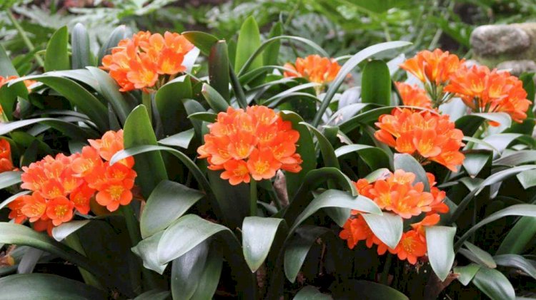 Crinul iernii (Clivia miniata)