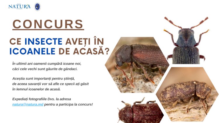 Ați găsit insecte în icoanele din casă? Participați la acest concurs inedit!